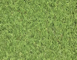 Dennis Artificial Grass 8m² (T)22mm 13 Dennis Artificial Grass 8m² (T)22mm -Hozelock Shop dennis artificial grass 8m t 22mm3663602425175 36c