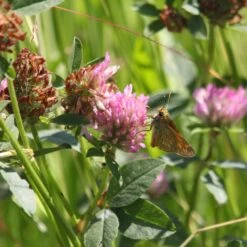 Meadowmat Wildflower Turf, 20m² Pack -Hozelock Shop meadowmat wildflower turf 20m pack04168157 02i