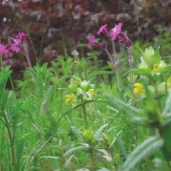 Meadowmat Wildflower Turf, 20m² Pack -Hozelock Shop meadowmat wildflower turf 20m pack04168157 05i bq